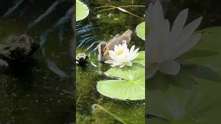 可愛いマガモの赤ちゃん Cute mallard duckling #shorts