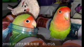 201103 メリッサ大興奮発情期　若いからね 小桜インコ　我が家の天使たち5羽αα