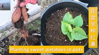 我的菜园：在花盆里种红薯叶，却意外的收获了红薯 / Planting sweet potatoes in pots | 咖啡渣作肥料（V147）