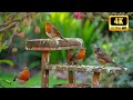 Cat TV 😺 Beautiful Birds And Squirrels: Bird Watching Cat Video | Nature Fun for Cats & Dogs