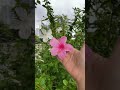 beautiful hibiscus flowers