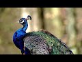 peacock. peacock sounds. the sounds that paw makes. how does paw do