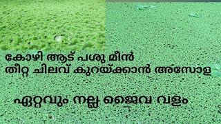 ഞങ്ങളുടെ അസോള കൃഷി |Asola farming and cultivation