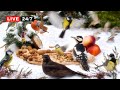 🔴24/7 LIVE CAT TV NO ADS😺 Non-Stop Cutest WILD BIRDS for CATS to Watch and Slap in 4K HDR