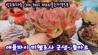 방우리다육에서 품은 군생다육☆볼때마다 반하죠~애플파이(9천)잘키워서 보답? ㅎ 언박싱은 그냥좋아요 ~그리고 예뻐요#언박싱