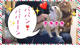 パパさんの 帰りを待つ チワワのナナちゃん チョコちゃん♡