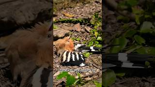 Eurasian Hoopoe | pinkish-brown crest raises when excited #shorts #hoopoe