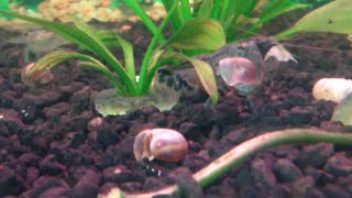 Crayfish eat snail