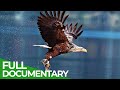 Wild Germany - The Beautiful World of Birds | Free Documentary Nature