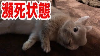 遊びすぎて瀕死の状態・・・ネザーランドドワーフうさぎ「まる」のVログ