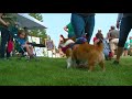 corgis take over ann morrison park