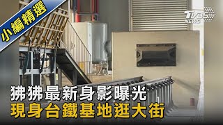 狒狒最新身影曝光 現身台鐵基地逛大街｜TVBS新聞 @TVBSNEWS02