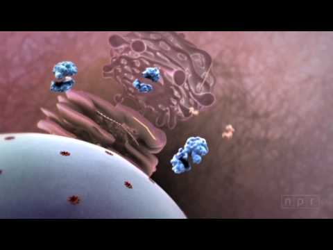 Flu Attack! How A Virus Invades Your Body | Krulwich Wonders | NPR Flu Attack! How A Virus Invades Your Body | Krulwich Wonders | NPR