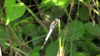 シオカラトンボ/Orthetrum albistylum speciosum 11_210731_ガイコツ山