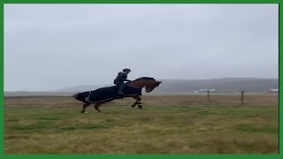 Funny Horses Show Strength Try Not To Laugh It's Really Strongest Horse Funny Video 2022 #13