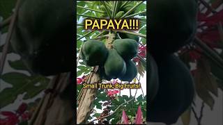 Big Fruit Papaya! #shorts #papaya #amazingpapaya #papayafruit #papayatree