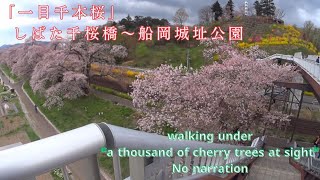 【Walking in Miyagi Prefecture】\