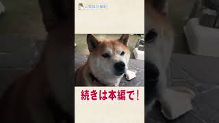 おかあさんに納豆をもらうでつ！＜柴犬・豆助通信＞Japanese dog mameshiba #shorts