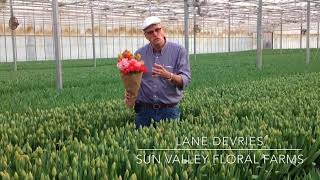 Lane DeVries Explains Our Fancy Tulips
