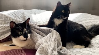 Sister cats LOVE and PLAY | Uni and Nami sister cats