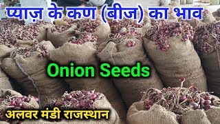 प्याज़ बीज भाव आज अलवर राजस्थान/Onion seeds Rate Today Alwar Onion Mandi Rajasthan