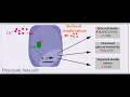 insulin resistance vs deficiency uncovering truths