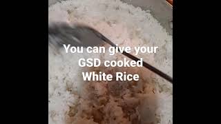 What can I feed my German Shepherd dog or puppu/Cooked White Rice without seasoning