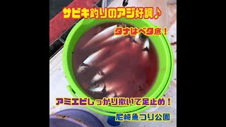 サビキ釣りのアジ好調！fishing max武庫川店