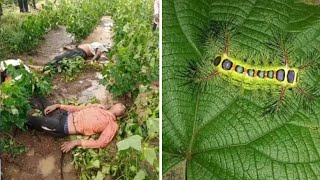 আপনার মৃত্যুর কারণ হতে পারে একটি পোকা ।। লেউ*ড়ার পোকা