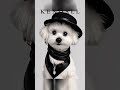 帅气小狗🐶 狗狗 pets 宠物 宠物 马尔济斯 maltipoo dog cute cutedog