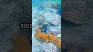 How sea cucumbers clean the ocean