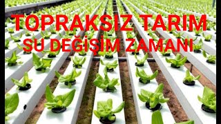 Topraksız Tarımda Suyun değişim zamanı ve yeni gübreye geçiş.