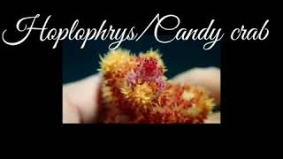 Hoplophrys/Candy Crab