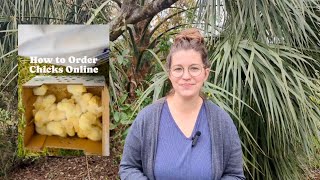 Ordering Chicks Online Things To Think About