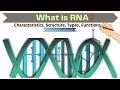 RNA Unfolded: All about RNA, Properties, Structure, Types, & Functions | Molecular Biology |