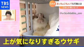 上が気になりすぎるウサギ【Nスタ】