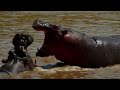 The Last Paradise on Earth - The Amazing Serengeti  Full Documentary