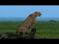 The Last Paradise on Earth - The Amazing Serengeti  Full Documentary