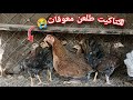 رجعت لليتيوب 💪 خليت بيض بلفقاسة 🐥 عزلت الدجاج 🐓