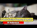 5 Jenis Kucing Kampung Yang Populer Di Indonesia