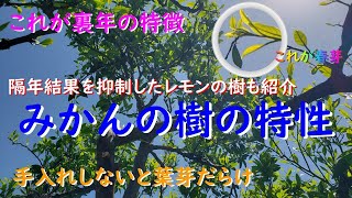 これが裏年のみかん、そしてこれが隔年結果を抑制しているレモン！その特徴を解説します