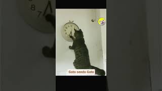 GATO SENDO GATO 🐱 🕜 🐈 ADIANTANDO O HORA