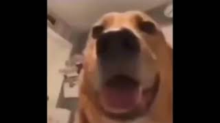 Dog Screaming Like Demoman