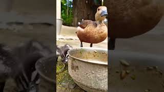 Cute lesser whistling duck baby | অনেক সুন্দর বালিহাঁস এর বাচ্চা #pjrplabon #ducklings #duck #pets