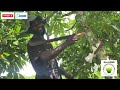 A day with Odiiphour (A cocoa farmer 👨🏾‍🌾 🍋 & musician 👨🏾‍🎤🎶🎤)