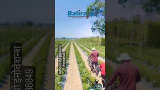 Baliraja Single Wheel Weeder #weeder #baliraja #agriculture #gardenplanter #tractor #gardentools