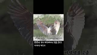 이제는 한국에서도 볼 수 있는 따오기 #shorts