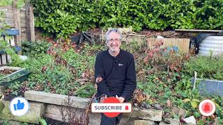 Lots of fun collecting leaves for making leaf mould.