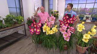 Roberta's 6-Piece Fragrant and Reblooming Daylilies on QVC