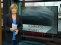 2010 08 tv news story about proposed enbridge pipeline endangering bc s whales